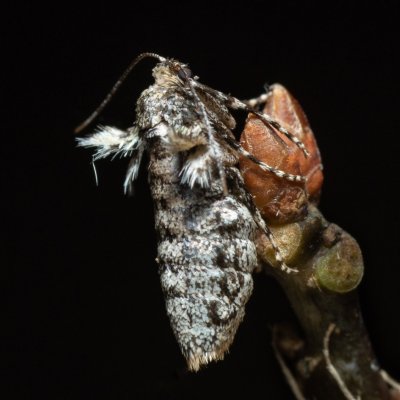 Operophtera brumata (píďalka podzimní), Helenčina studánka