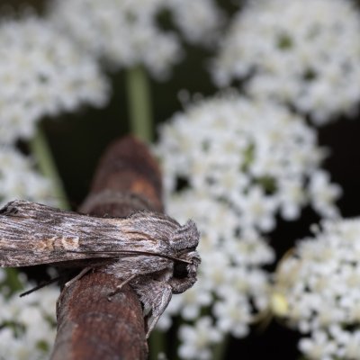 Cucullia xeranthemi (kukléřka zlatovlásková), PP Kamenný vrch u Kurdějova