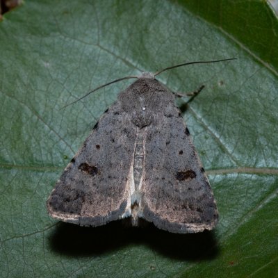 Caradrina kadenii (blýskavka hnědoskvrnná), Bratčice