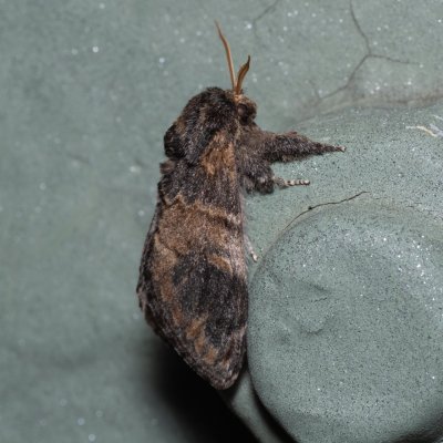 Notodonta tritophus (hřbetozubec topolový), Kývalka