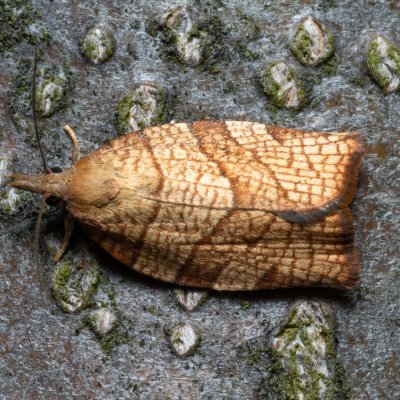 Pandemis corylana (obaleč lískový), Březina