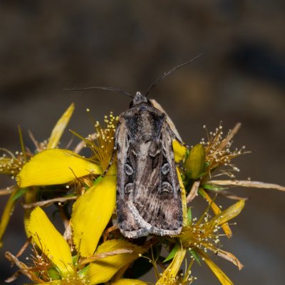 Euxoa sp., Hády - lesní lom