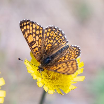 Melitaea cinxia (hnědásek kostkovaný), PR Biskoupský kopec