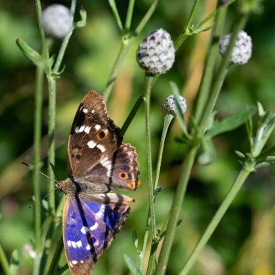 Apatura ilia (batolec červený), Hády