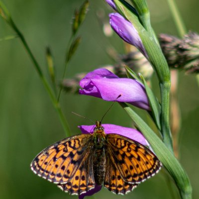 Brenthis ino (perleťovec kopřivový), SK, Štôla