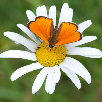 Lycaena virgaureae (ohniváček celíkový), SK, Štôla