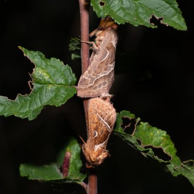 Triodia sylvina (hrotnokřídlec salátový), PR Kamenný vrch