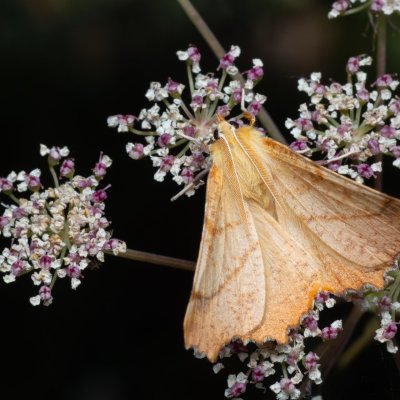 Ennomos autumnaria (zejkovec podzimní), PP Kamenný vrch u Kurdějova