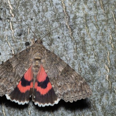 Catocala nupta (stužkonoska olšová), Březina