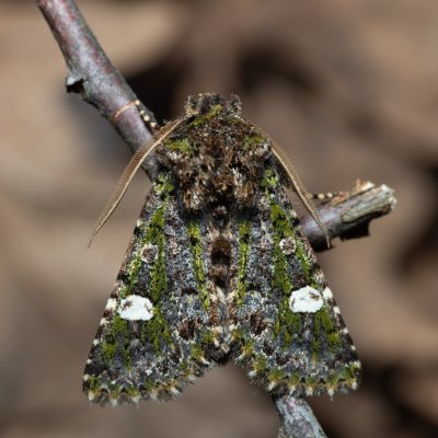 Valeria oleagina (pestroskvrnka březnová), PR Kamenný vrch