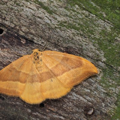 Watsonalla cultraria (srpokřídlec bukový), Podkomorské lesy, Kopeček