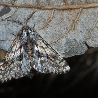 Lycia pomonaria (drsnokřídlec ovocný), Kývalka