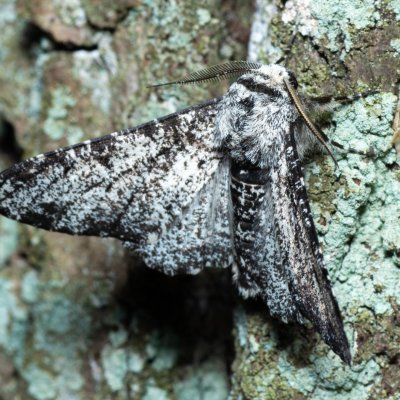 Biston betularia (drsnokřídlec březový), Žebětín