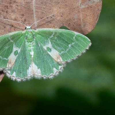 Comibaena bajularia (zelenopláštník dubový), Kývalka