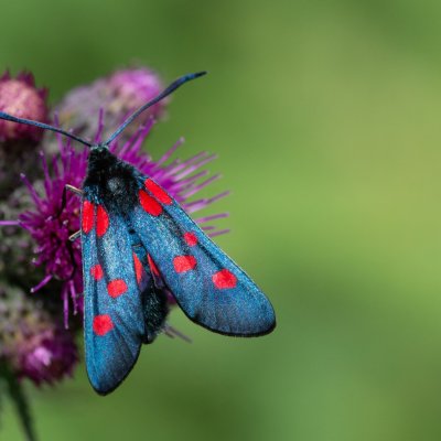 Zygaena lonicerae (vřetenuška pětitečná), SK, Štôla