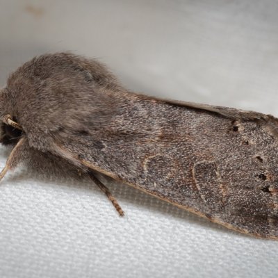 Orthosia populeti (jarnice topolová), Kývalka
