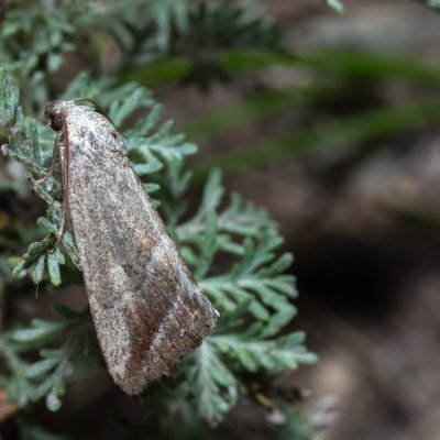 Phyllophila obliterata (světlopáska pelyňková), NPP Pouzdřanská step - Kolby