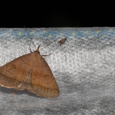 Zanclognatha lunalis (žlutavka hnědavá), Hrabětice