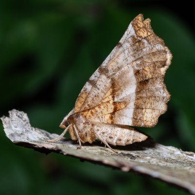 Selenia dentaria (zejkovec řešetlákový), Augšperský potok
