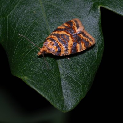 Epagoge grotiana (-), HR, Jablanac