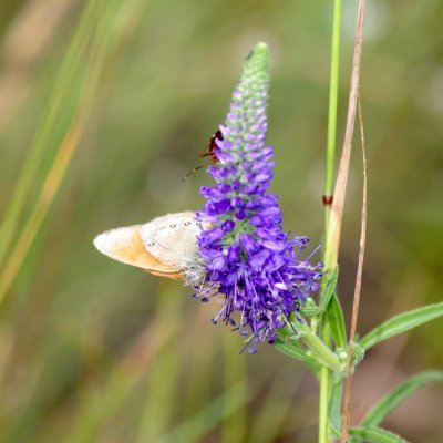 Coenonympha glycerion (okáč třeslicový), Havranické vřesoviště