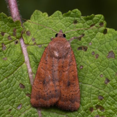 Noctua interjecta (osenice západní), PP Kamenice u Hlohovce