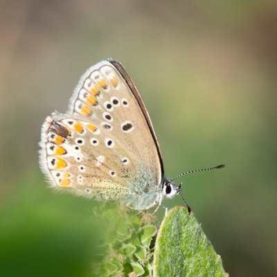 Polyommatus thersites (modrásek vičencový), Hády