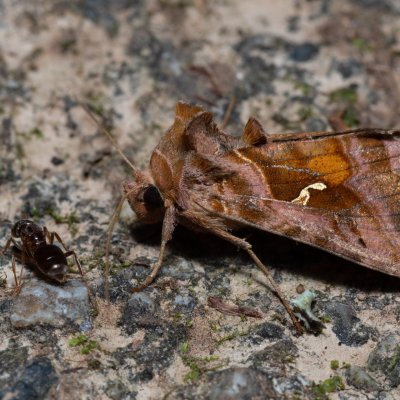 Autographa pulchrina (kovolesklec brusnicový), Kateřinská jeskyně