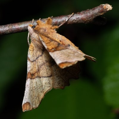 Selenia lunularia (zejkovec maliníkový), Augšperský potok