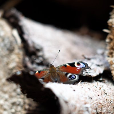 Aglais io (babočka paví oko), Podkomorské lesy