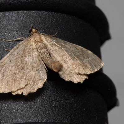 Philereme vetulata (píďalka řešetláková), Nebovidy