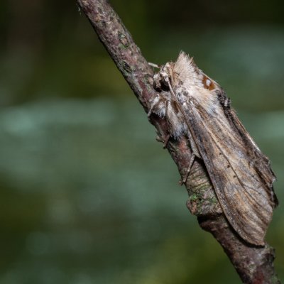 Shargacucullia lychnitis (kukléřka tečkovaná), PR Svatý kopeček