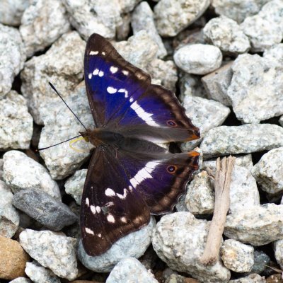 Apatura iris (batolec duhový), SK, Štôla