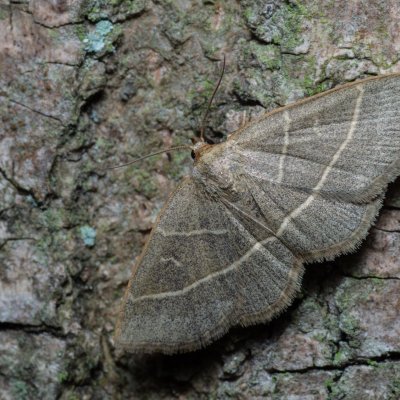 Trisateles emortualis (žlutavka běločárná), Augšperský potok
