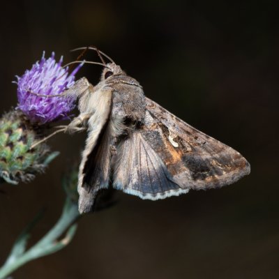 Autographa gamma (kovolesklec gama), Lysá hora u Ochozu
