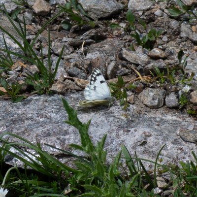 Pontia callidice (bělásek alpský), IT, Pfelders - Plan, Jižní Tyrolsko