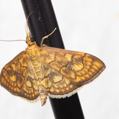 Anania verbascalis (zavíječ diviznový), NS Bučín