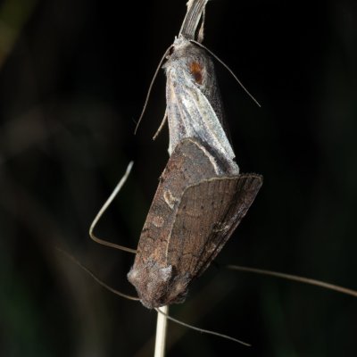 Xestia xanthographa (osenice žlutoskvrnná), Žebětín