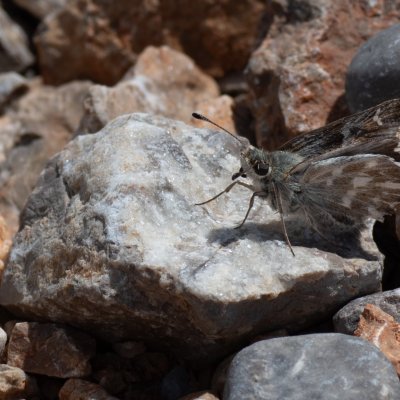 Carcharodus alceae (soumračník slézový), HR, Cesarica