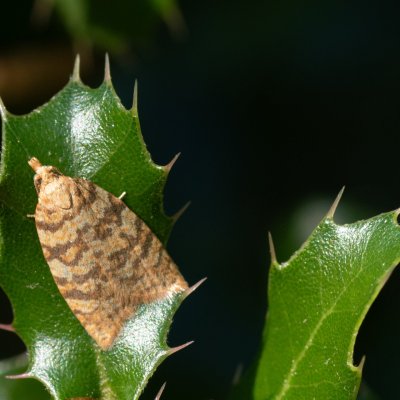 Aleimma loeflingiana (obaleč dubinový), GR, Sokraki, Korfu