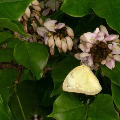 Catopsilia pomona (-), TH, Railay