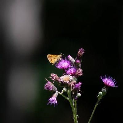 Ochlodes sylvanus (soumračník rezavý), Kývalka