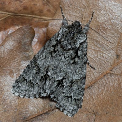 Acronicta auricoma (šípověnka jívová), PP Kavky