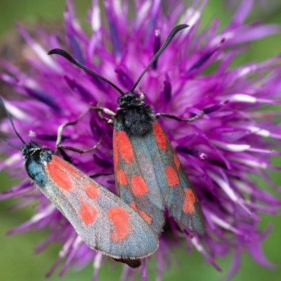 Zygaena loti (vřetenuška kozincová), SK, Štôla