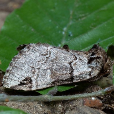 Drymonia obliterata (hřbetozubec tmavoúhlý), Augšperský potok