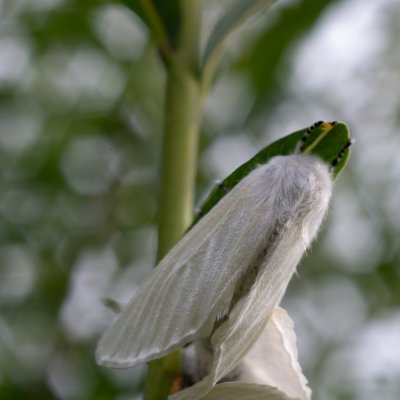 Leucoma salicis (bekyně vrbová), SK, Štôla
