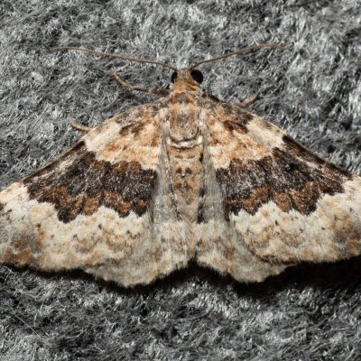 Epirrhoe galiata (píďalka úzkopruhá), Lysá hora u Ochozu