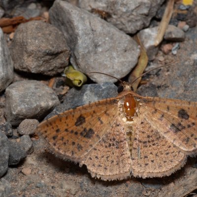 Striglina duplicifimbria (-), TH, Khao Sok
