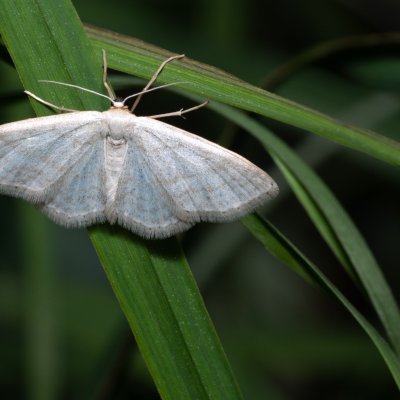 Idaea subsericeata (žlutokřídlec bledý), PP Střelický les