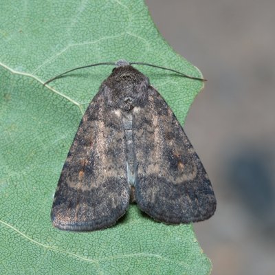 Caradrina morpheus (blýskavka kopřivová), Hrušovany u Brna